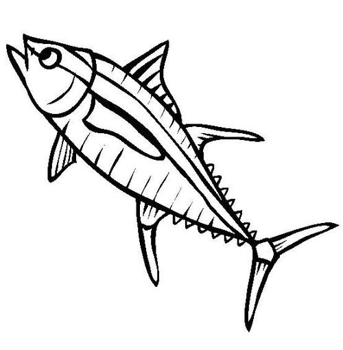 海洋生物图片黄鳍金枪鱼简笔画图片