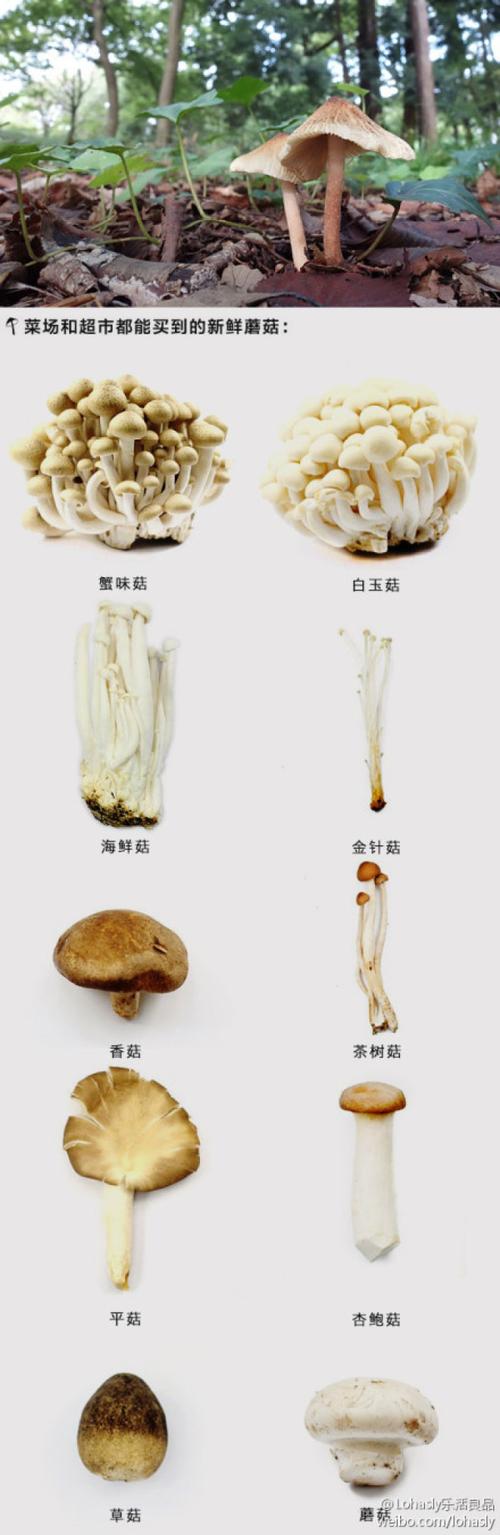 神奇的菌菇类
