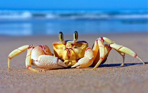 海滩上的螃蟹高清图片