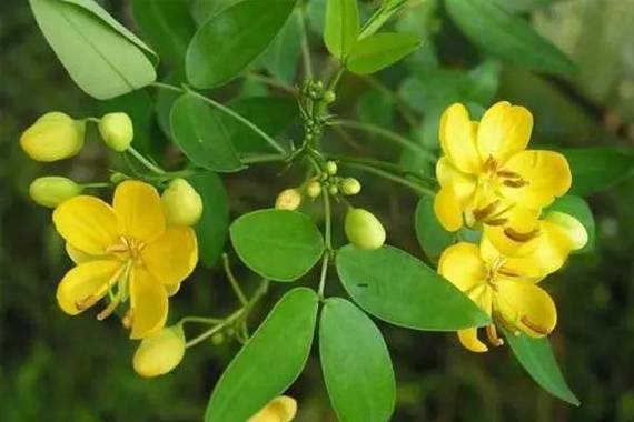 决明草又叫决明子,是一种豆科草本植物,全身颜色发黄,能够清肝明目.
