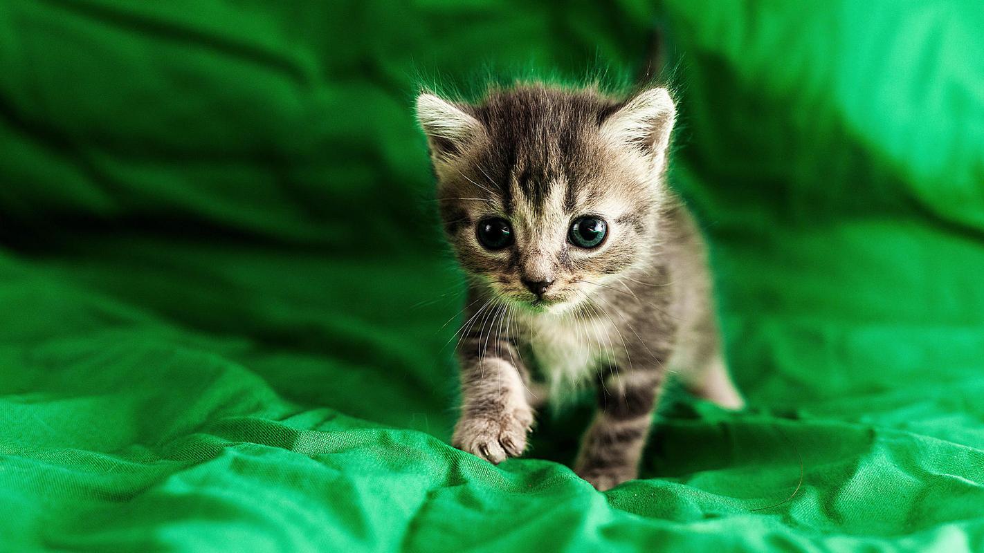 超级萌超级可爱的小猫咪图片壁纸高清大图预览1920x1080_动物壁纸下载