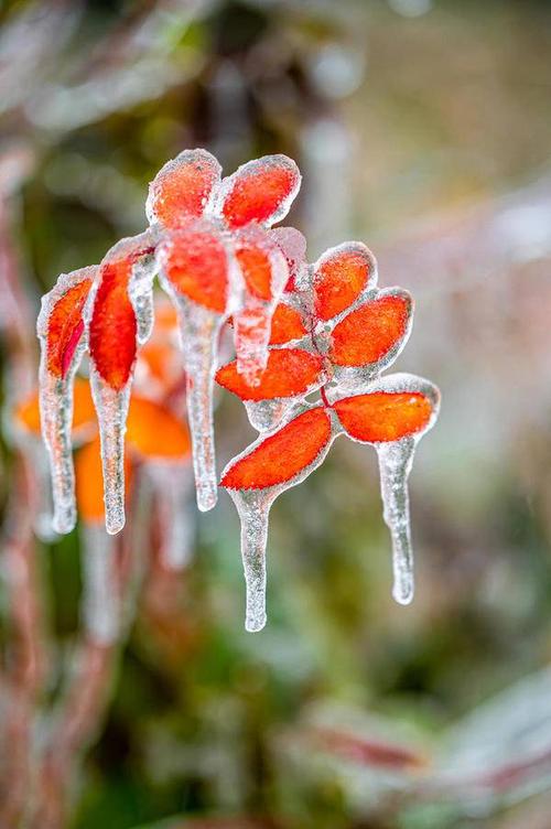 植物 自然 冬天 植物 树叶 季节 雪 户外 冬季 冰 叶子 寒冷 结冰