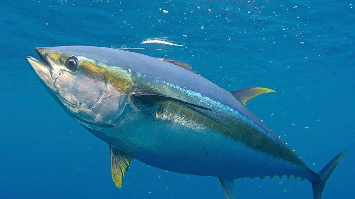 金枪鱼多少钱一斤2021吃金枪鱼的禁忌