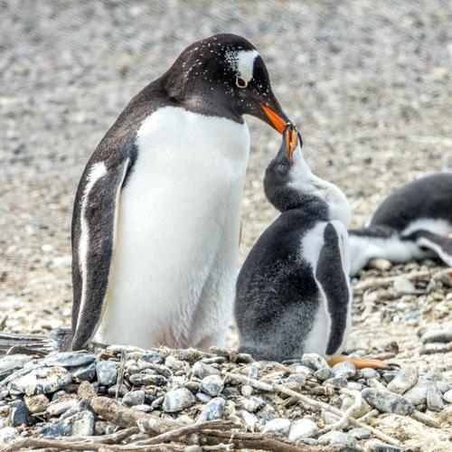 麦哲伦企鹅妈妈给小企鹅喂食