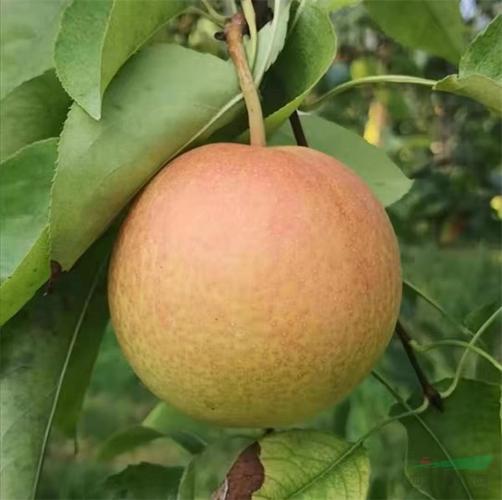2200万元转让一个梨品种,三亚崖州湾特区首单植物新品种权交易签约
