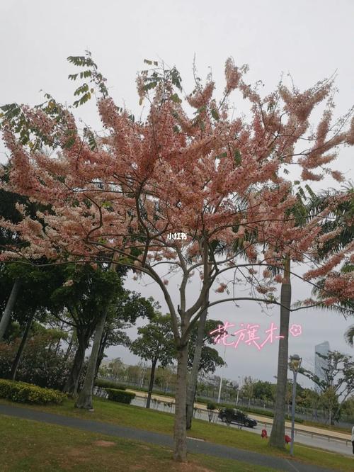 寻找深圳湾公园那棵好漂亮的花旗木