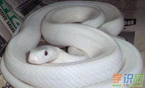 梦见白色蟒蛇是一件好事吗