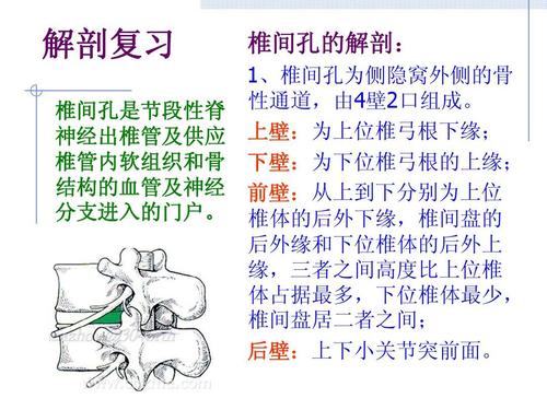 椎间孔的解剖: 1,椎间孔为侧隐窝外侧的骨 性通道,由4壁2口组成.