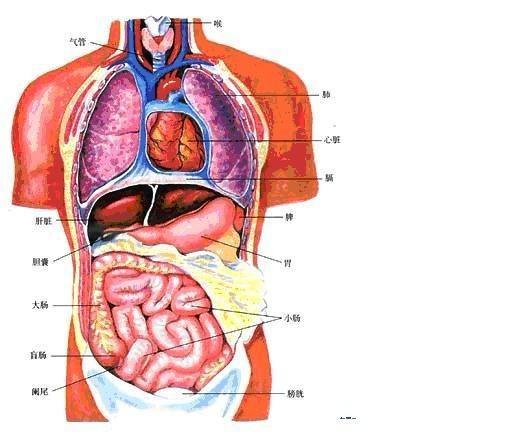 腹部分区九分法脏器图片(腹部七区法)  第2张