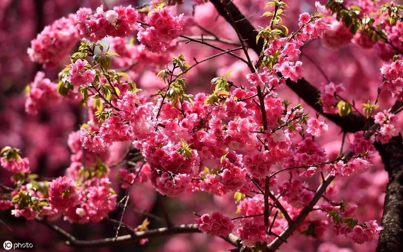 关于粉色樱花的唯美散文描写樱花的唯美散文