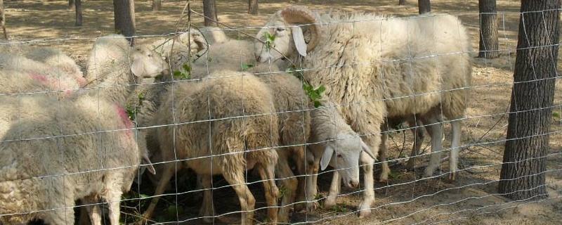 羊圈护栏上下尺寸羊圈用什么消毒