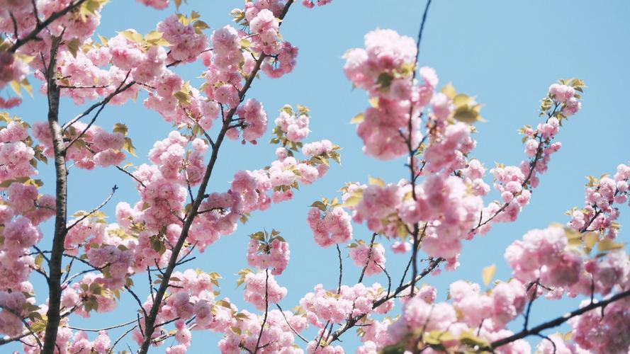盛开的粉色樱花图片-花卉壁纸-高清花卉图片-第7图-娟娟壁纸