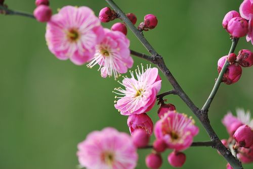 红梅是梅花的一种,这种植物可用于园林,绿地,庭园,风景区,可孤植,丛植