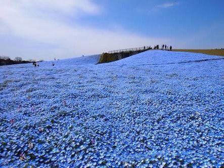 日本茨城日立海滨公园当前的蓝色花海,太美了~!
