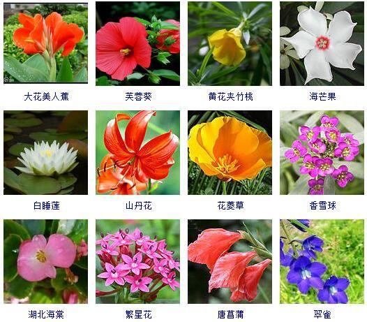 花有哪些种类普通的花有哪些品种