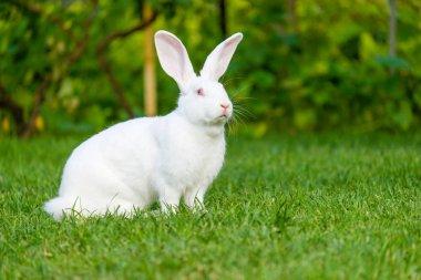 高清图片_白兔子在绿色的草地上白色的兔子下载-拍信