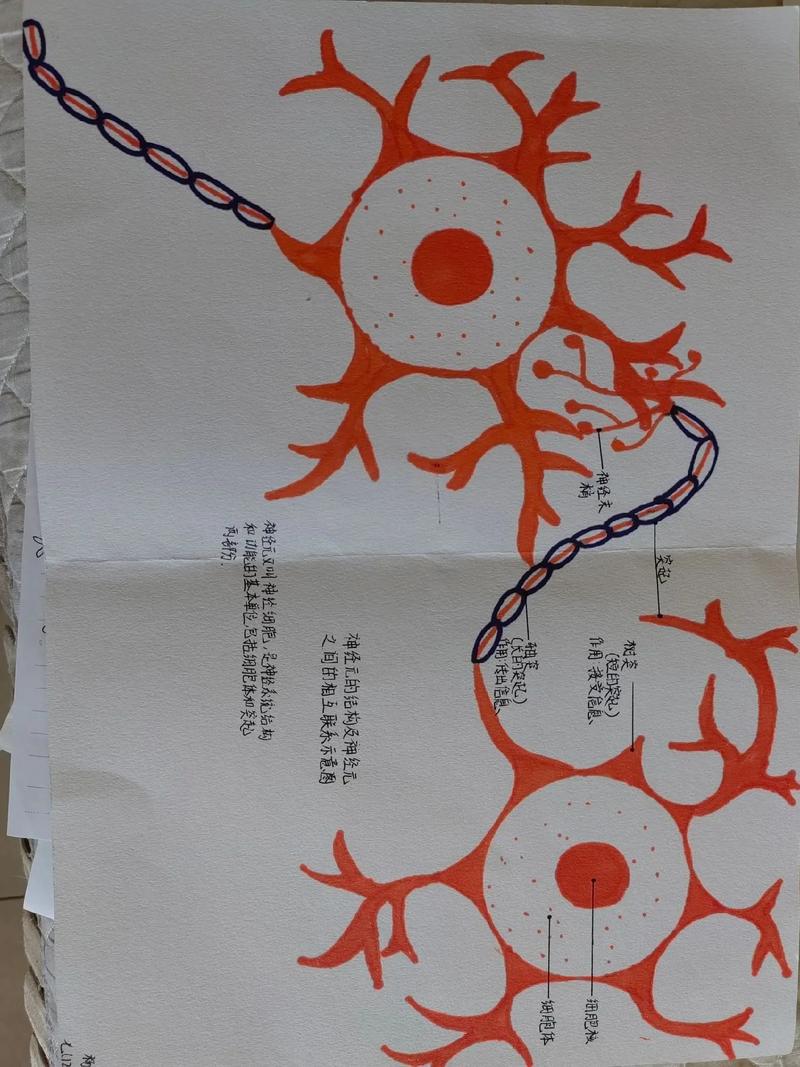 七年级的学生发挥想象绘神经元
