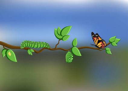 蝴蝶的生命周期与卵毛虫蛹蝴蝶显示在树枝上的自然模糊背景. .