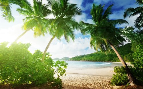 热带海滩,棕榈树,沙滩,大海,海岸,云 壁纸