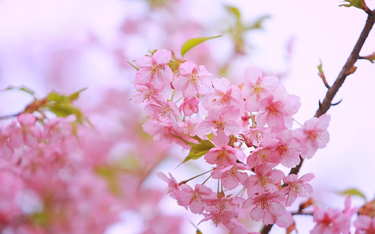 粉色樱花浪漫高清桌面壁纸