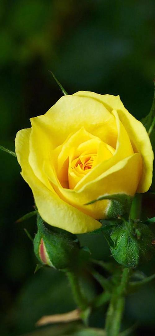 别让泪珠湿花蕊受了伤别伤悲所有的花儿你最美黄玫瑰,别落泪尽管在