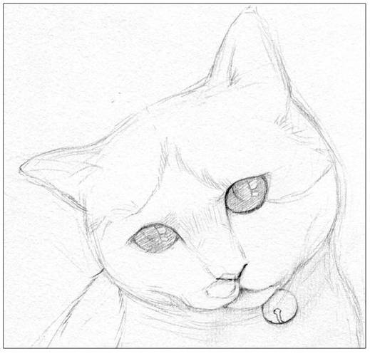 零基础学素描|猫咪素描步骤详解,简单易学的绘画教程_第8张图片