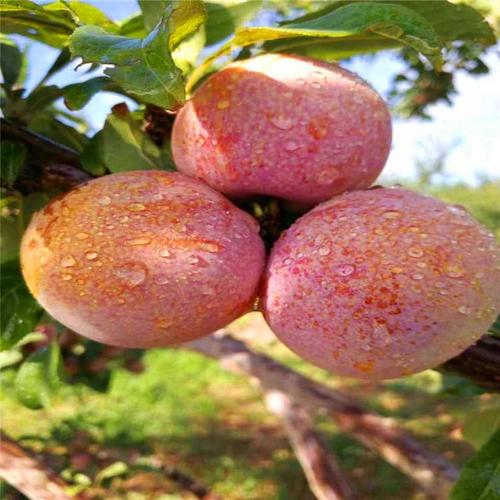 信拓农业 恐龙蛋杏李树苗基地 八月成熟 香甜可口 新品种李子树苗价格