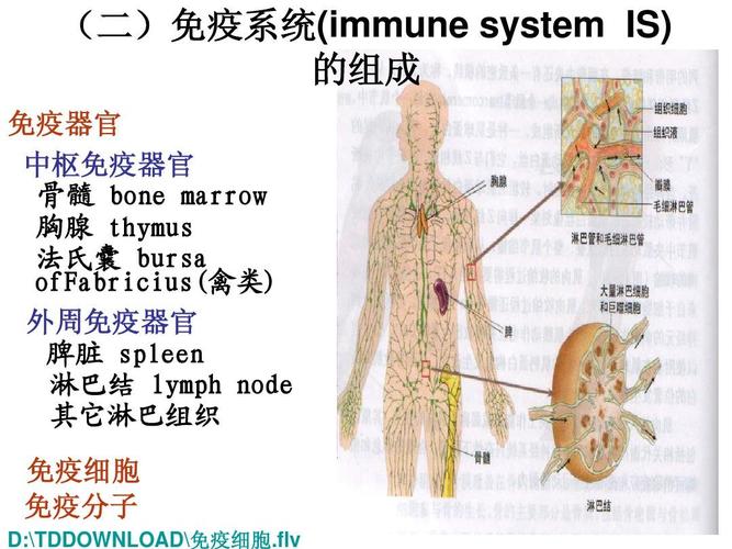 (二)免疫系统(immune system is) 的组成 免疫器官 中枢免疫器官 骨髓