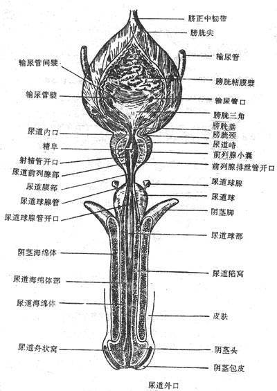 图9-10 膀胱及男尿道
