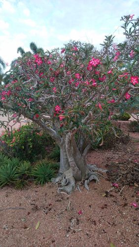 沙漠玫瑰原本是生长在非洲和阿拉伯一带的沙漠植物,是非常耐热,耐旱的