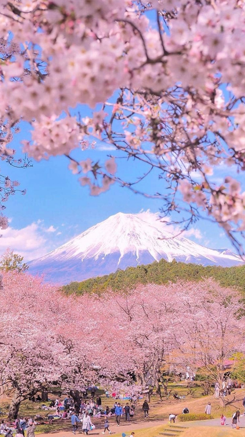 富士山春日浪漫樱花摄影,锁屏图片,高清手机壁纸,风景
