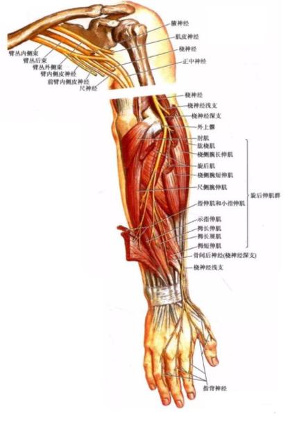 绕至前臂背侧,在腕部分为四条指背神经,分布于桡侧两个半手指的背面