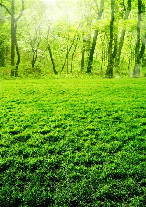 风景绿色树草背景