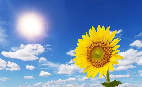 多彩的向日葵面对在蓝色的天空和美丽的太阳向日葵的田野,盛开的花朵