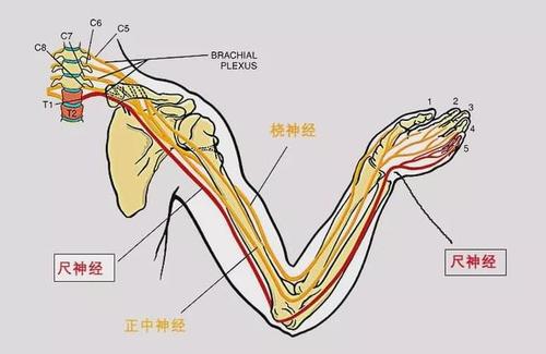 人的手臂主要分布有三条神经: 桡神经,正中神经和尺神经.