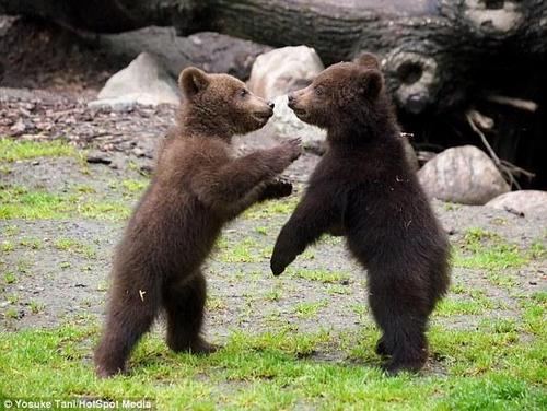 摄影师抓拍两只小熊打架互抡熊掌萌翻众人