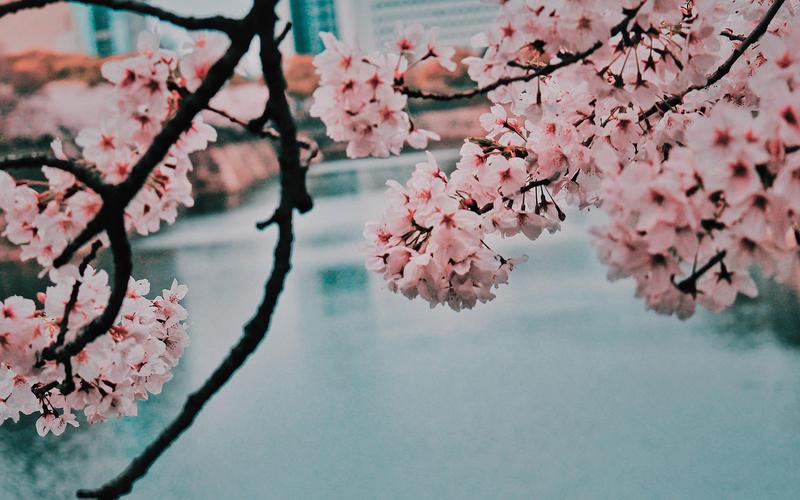 唯美浪漫的樱花风景桌面壁纸