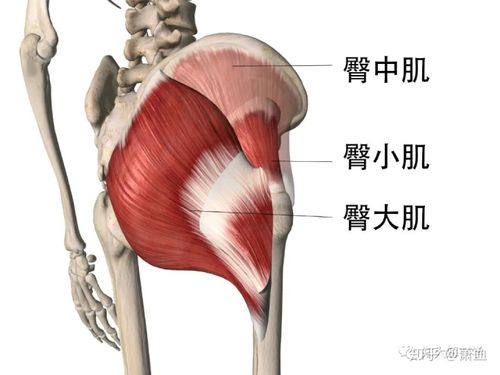臀部的肌肉可分为3层,从表向里依次为臀大肌,臀中肌,臀小肌.
