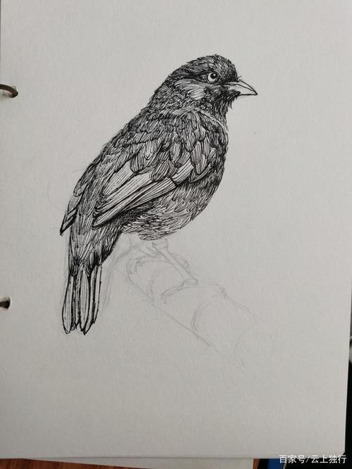 钢笔画——鸟(2)