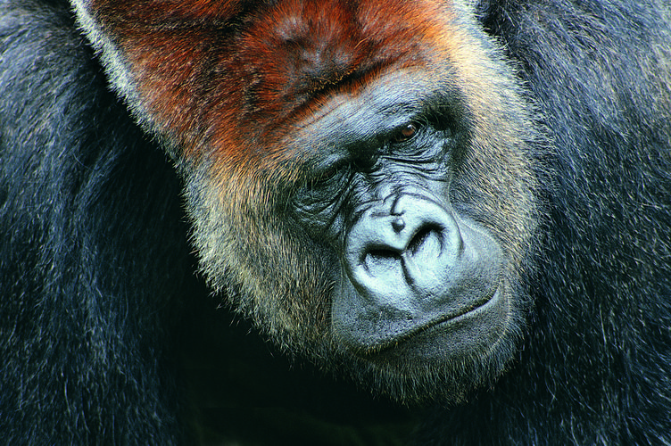 大猩猩面部特写1080x2160分辨率下载,大猩猩面部特写,高清图片 - ipad