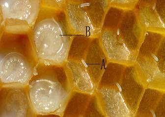 b是3-4天的大幼虫,虫周边的白色液体是蜂王浆
