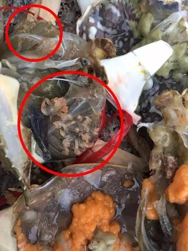 【网友爆料】从化某海鲜市场里的花蟹疑似长满了密密麻麻的寄生虫