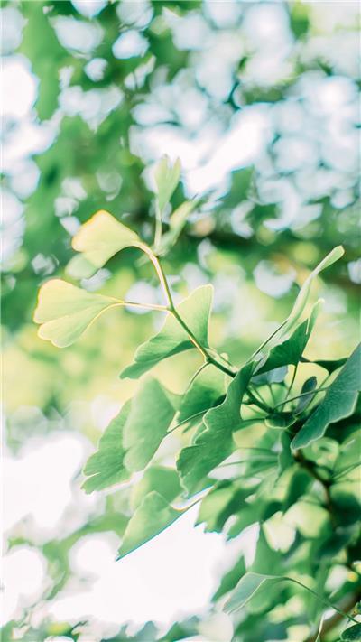 唯美意境小清新绿色植物手机壁纸图片