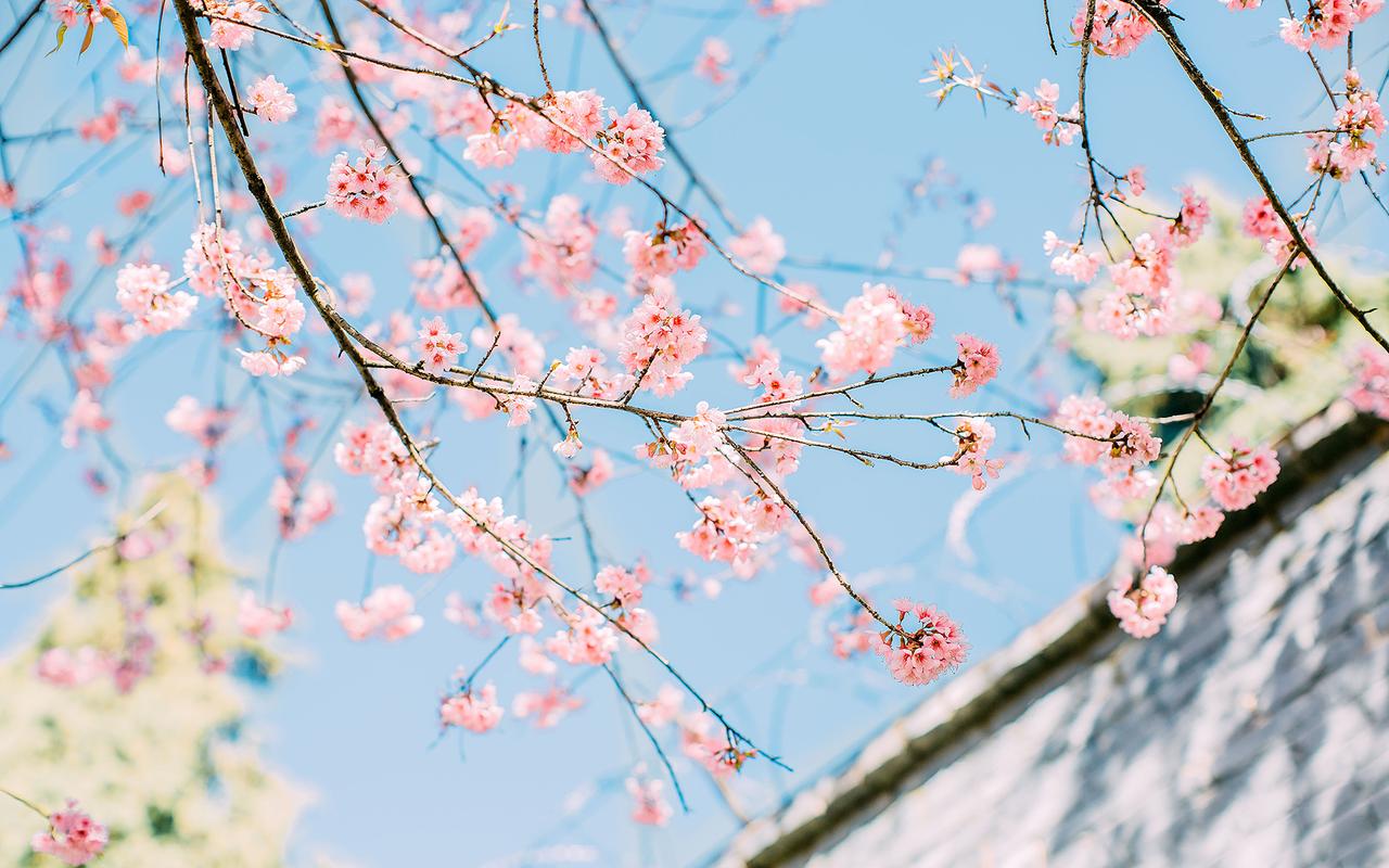 小清新唯美樱花风景图片桌面壁纸