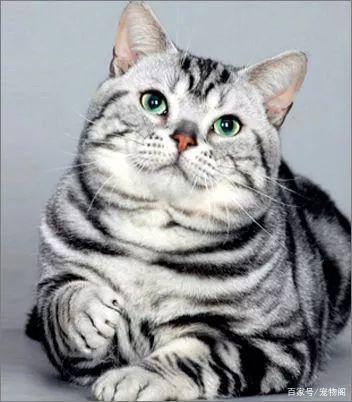 美短虎斑猫:该猫不仅长相英俊,而且动"手"能力极强