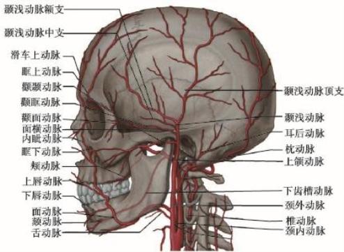 面部轮廓手术应用解剖_面部轮廓整形手术_挂云帆