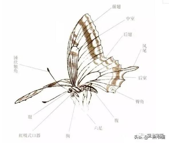 蝴蝶的身体分为头部,胸部和腹部,躯体表面密披着整齐的鳞片和鳞毛