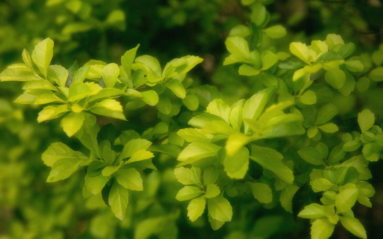 小清新植物唯美摄影图片桌面壁纸~~绿色小清新植物图片使你的双眼放松