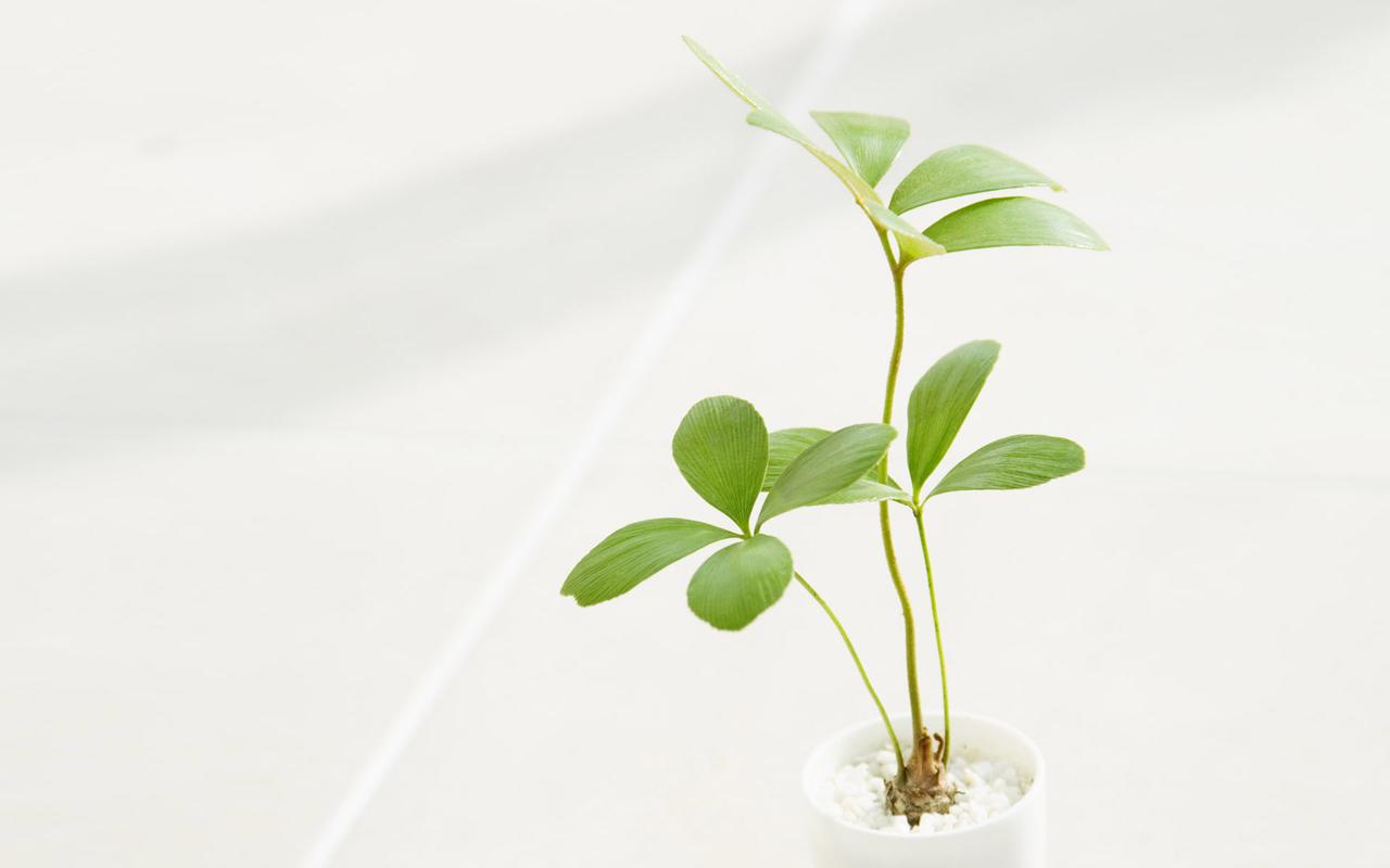 清新系绿色植物高清护眼桌面壁纸下载