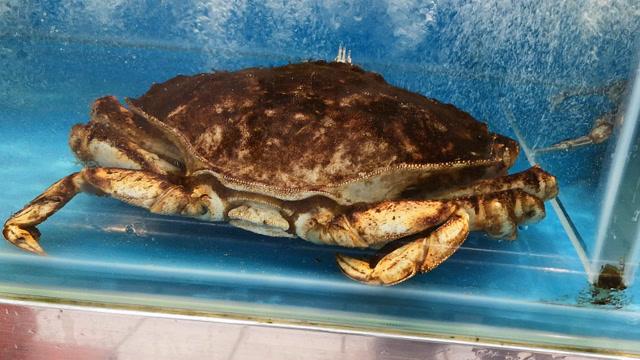 超市卖面包蟹,这么大的面包蟹只要25元一斤,你敢买吗?